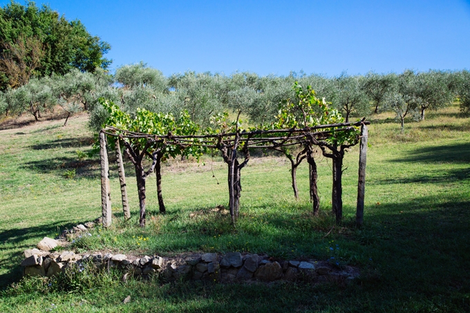 Leonardo Da Vinci's Vineyard