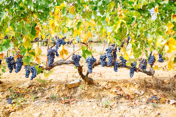 Sangiovese Grosso Grapes
