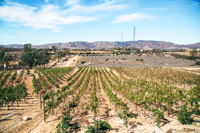 Clos de Tres Vineyard