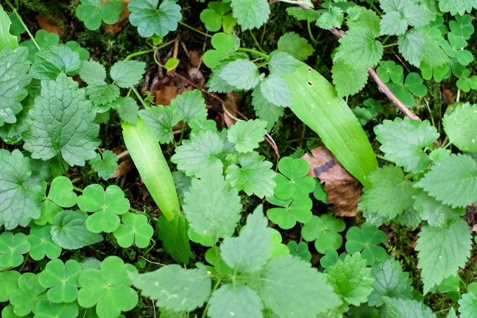 Wild Ramps