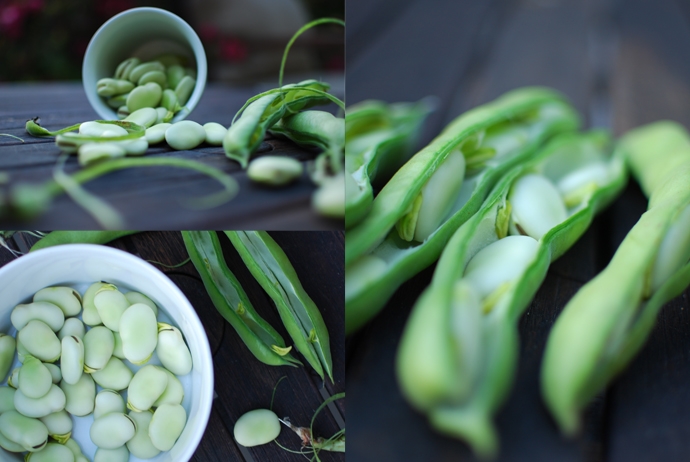 Potato salad with fava beans and fennel