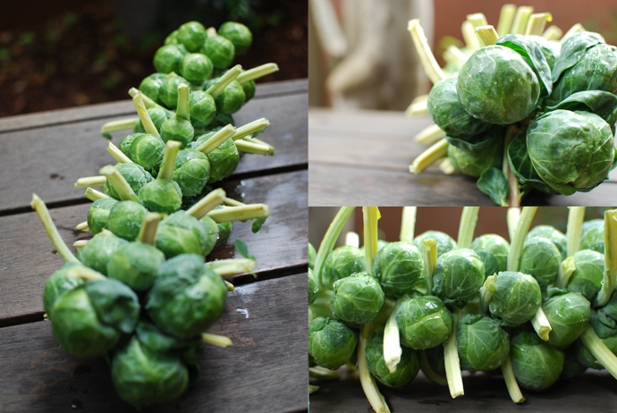 Brussels Sprouts