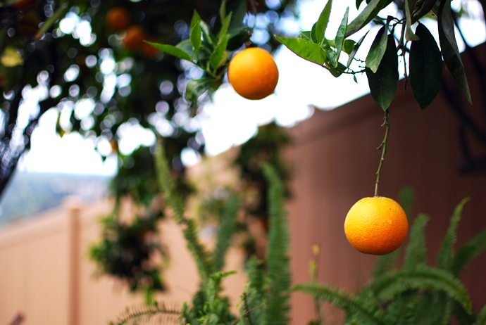 Blood Oranges