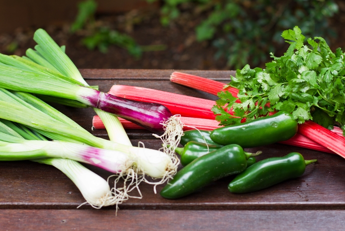 Spring Onion, Rhubarb, Jalapeno, Cilantro