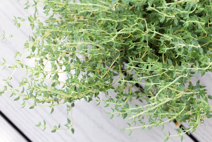 Thyme