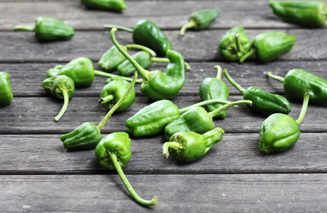 Padron Peppers