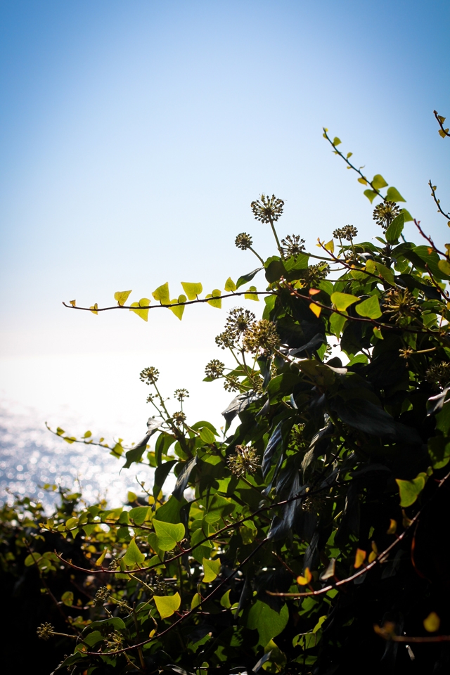 Flowers at McWay Falls