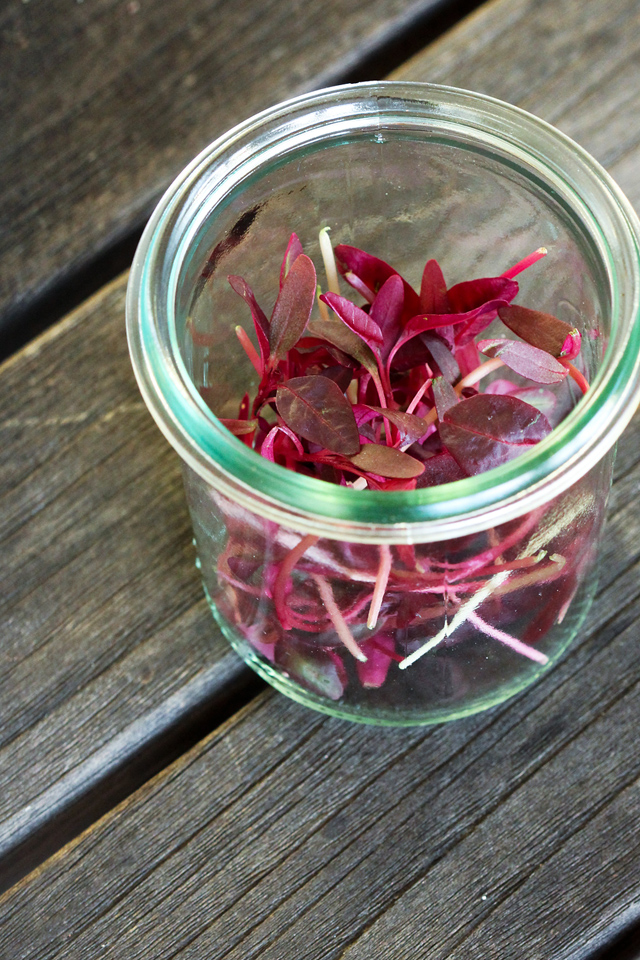 Red Micro Greens