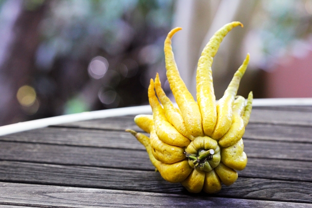 Buddha Hand Citron
