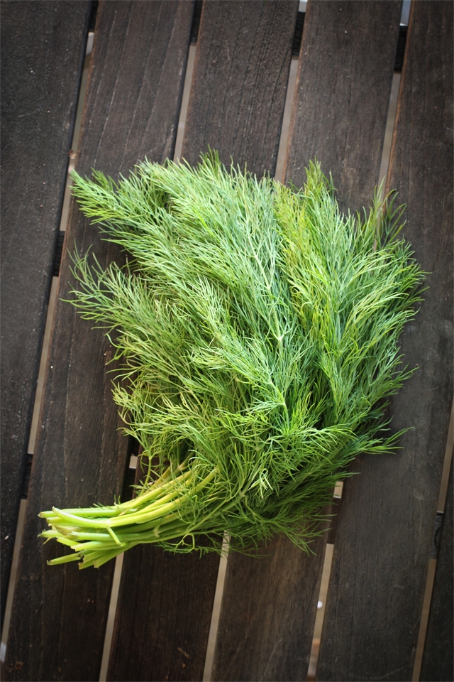 Fresh Dill