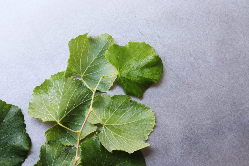 Grape Leaves