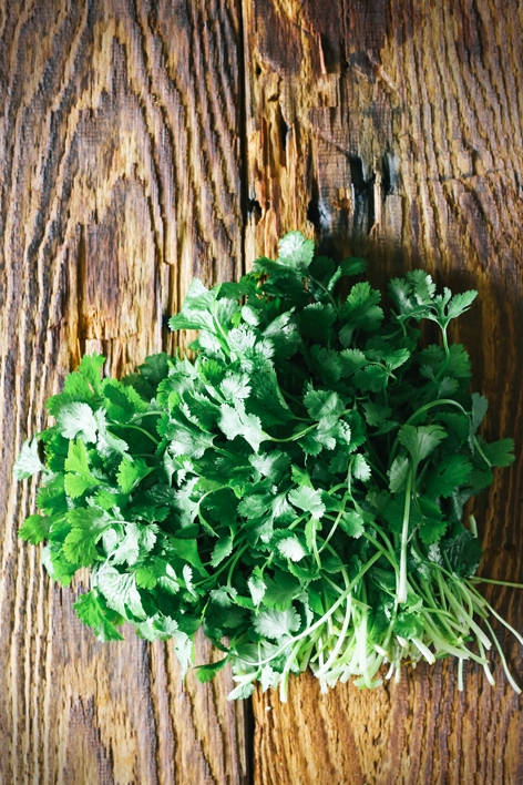 Cilantro