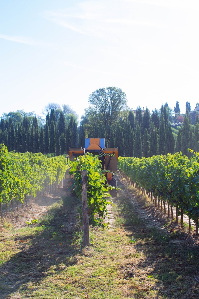 Grape Picker