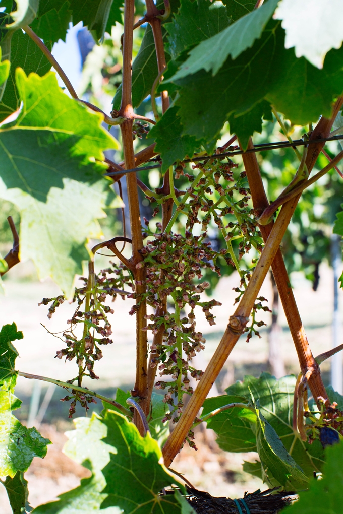 Picked Grapes