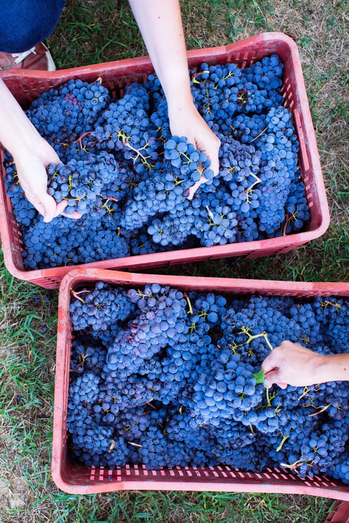 Rebecca and Alana with Grapes