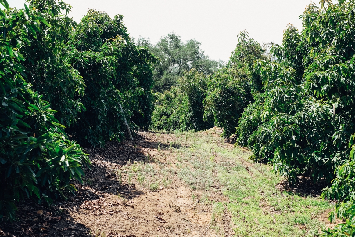 California Avocado Grove Tour