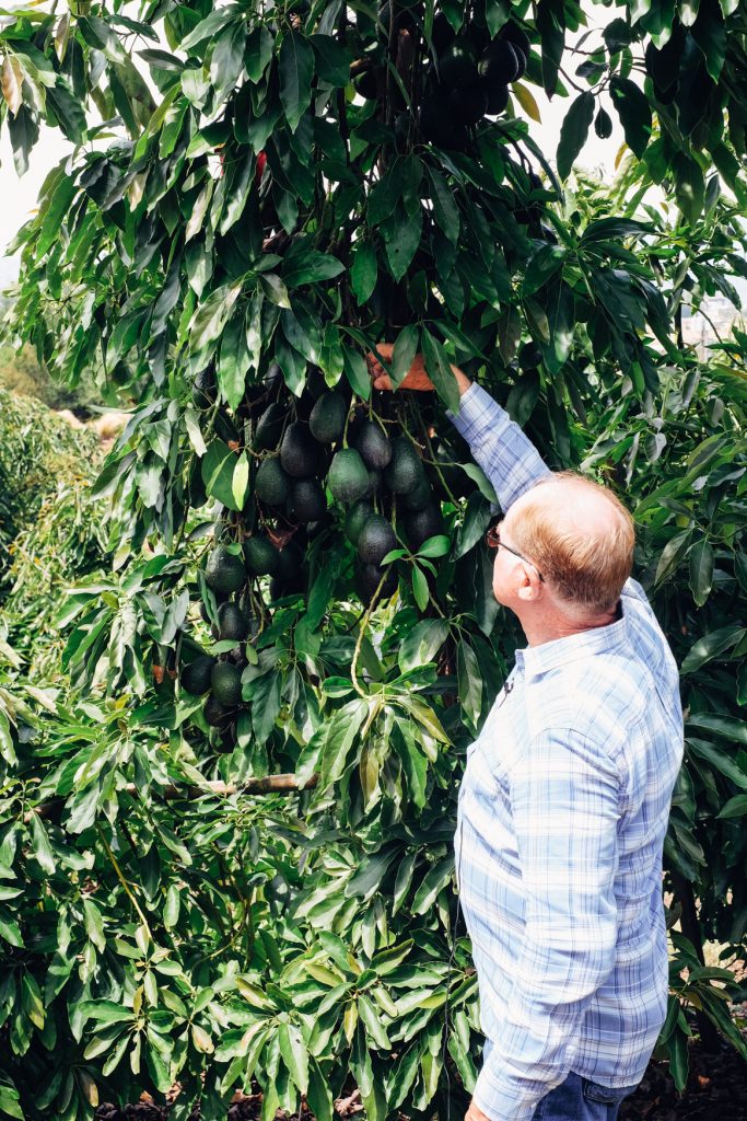 California Avocado Grove Tour