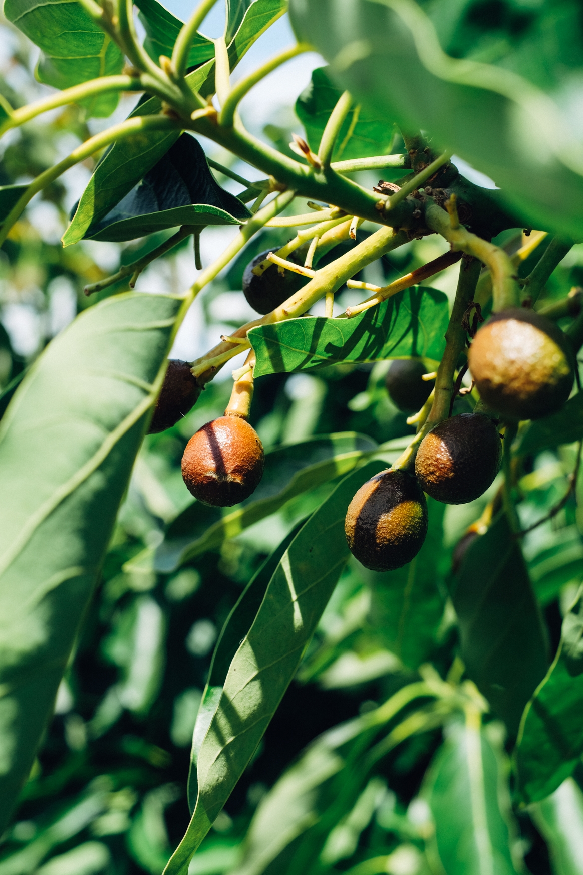 Baby Avocados