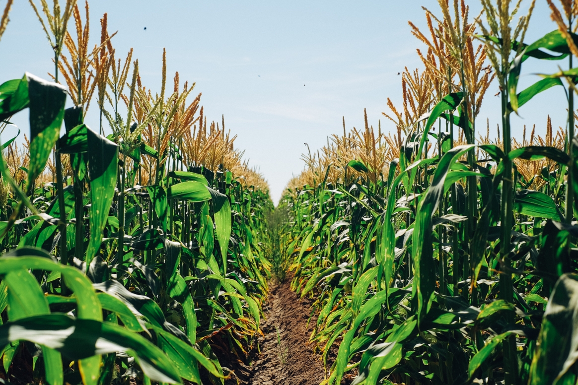 Five Crowns Corn Fields