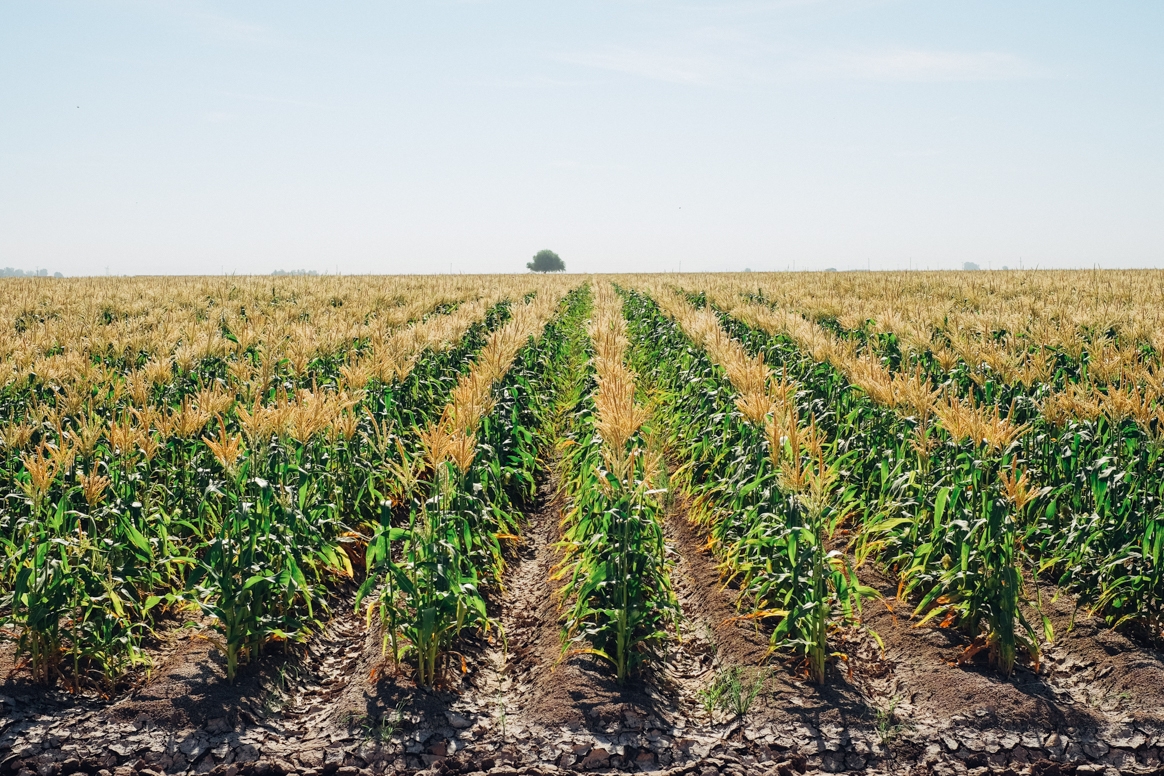 Five Crowns Corn Fields